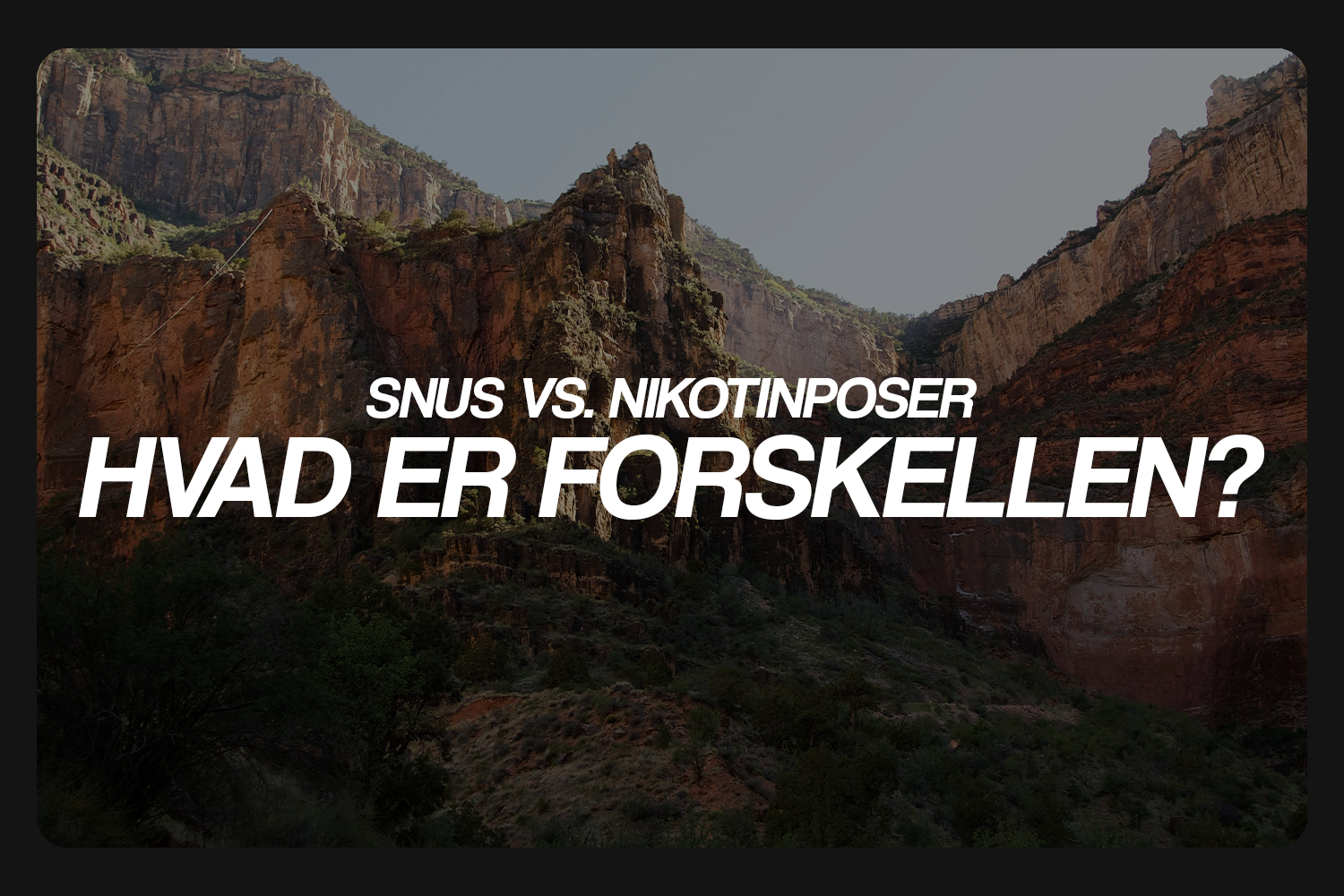 Snus vs. nikotinposer: Hvad er forskellen?