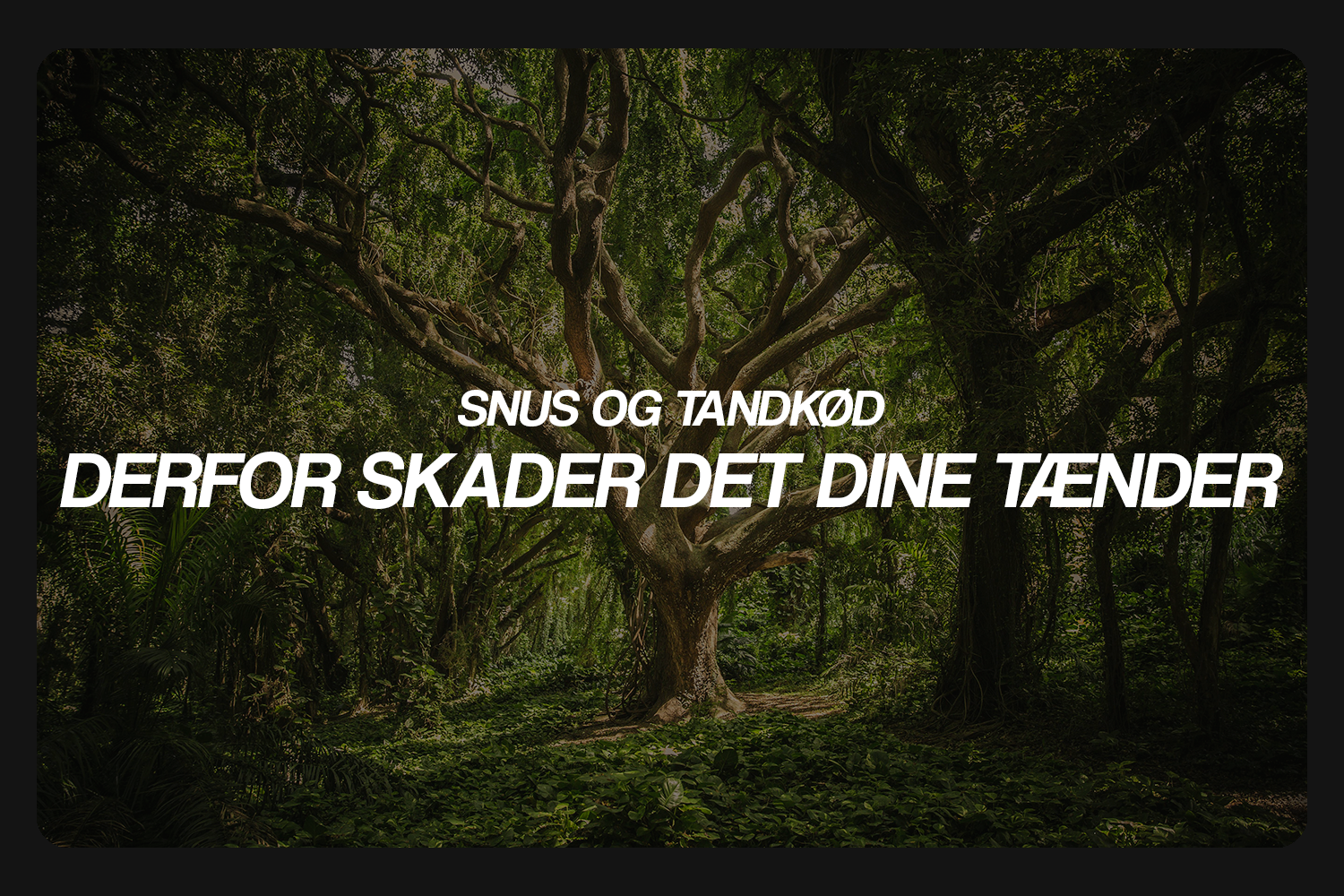Snus og tandkød: Derfor skader det dine tænder